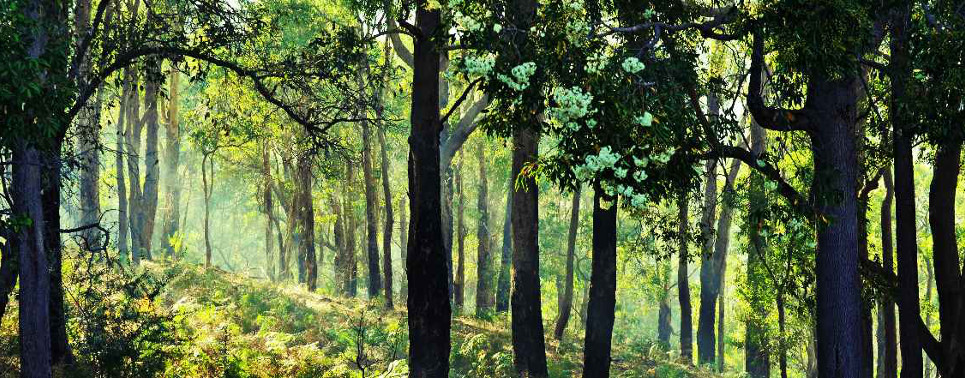 Monitoring the vegetation landscape